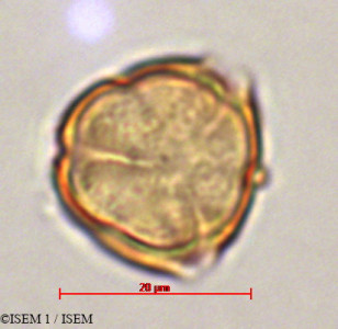 ISEM 1/Blakea_quadriflora_29335/Blakea_quadriflora_29335_0001(copy)_thumb.jpg